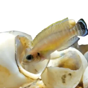 Sofort Bestellen Gebänderter Schneckenbuntbarsch (Neolamprologus brevis)